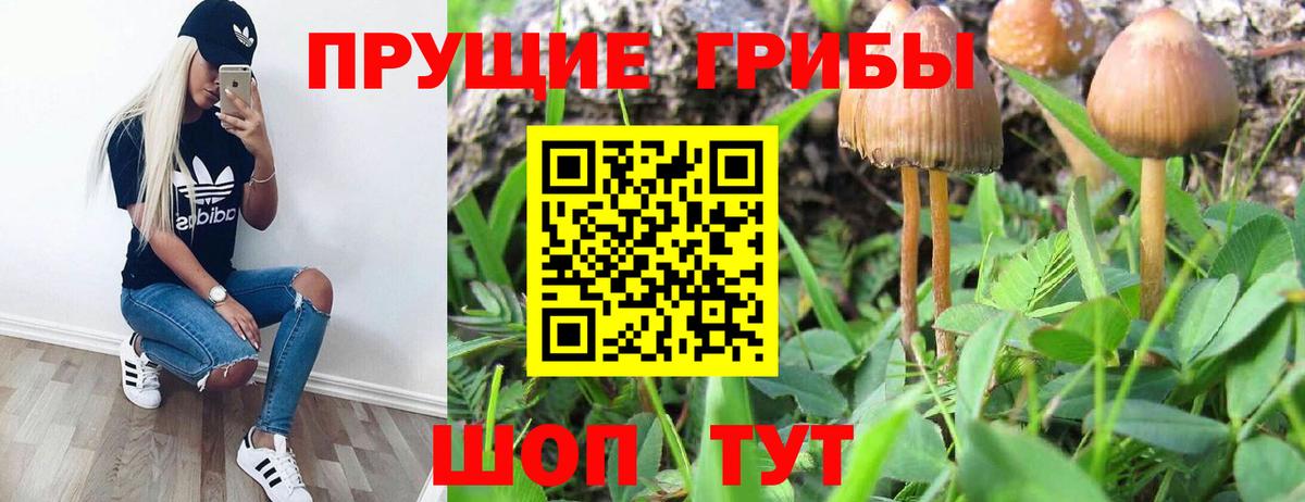 Галлюциногенные грибы прущие грибы Евпатория